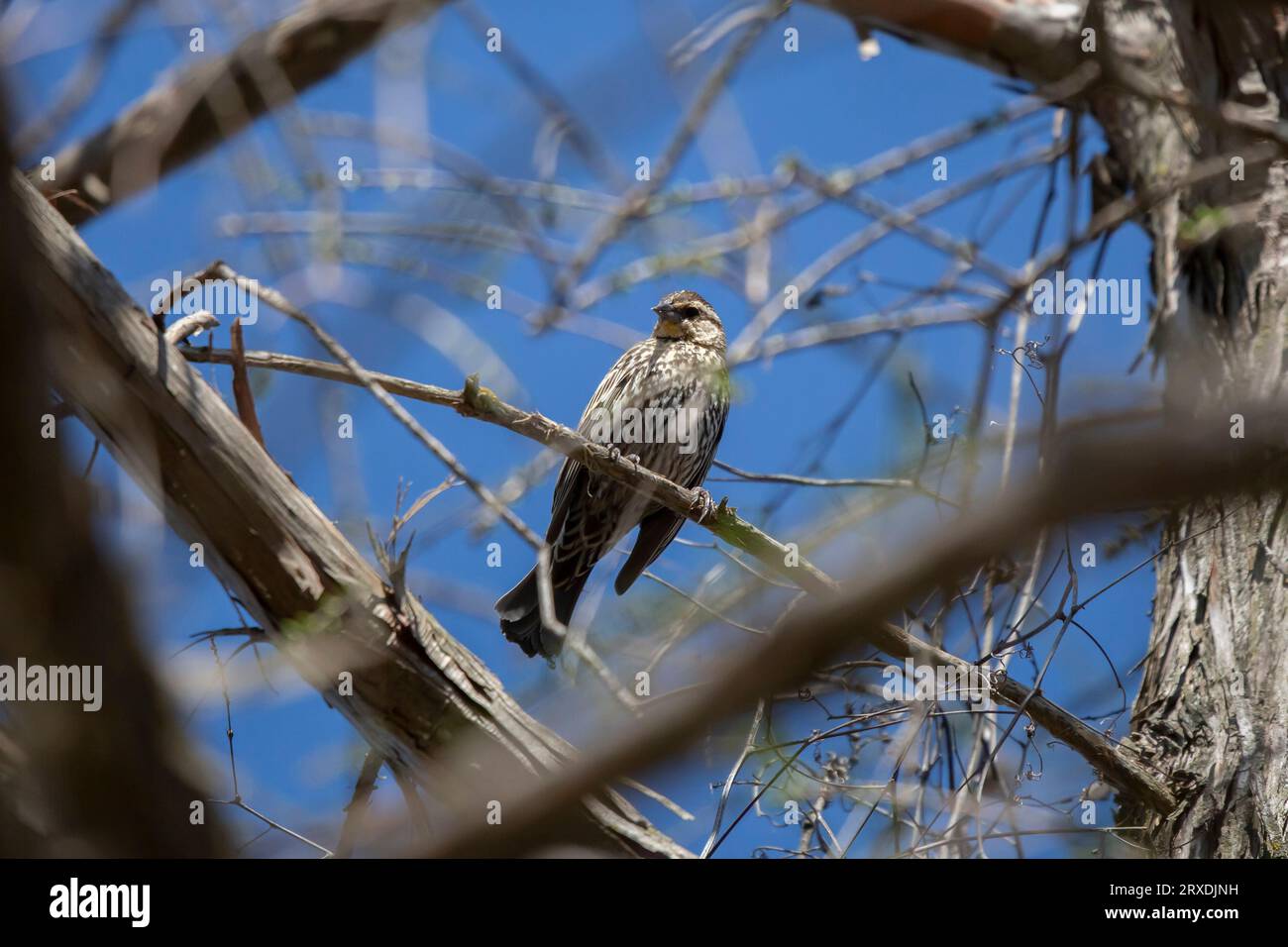 Neugierige Rotflügelblackvogel (Agelaius phoeniceus), die sich von ihrem Barsch umsieht Stockfoto