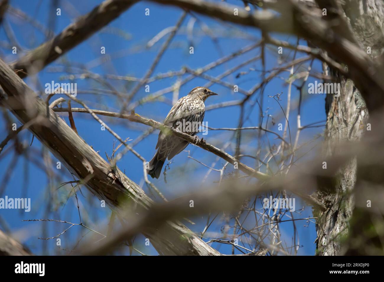 Weibliche Rotflügelblackvogel (Agelaius phoeniceus), die regal nach draußen schaut Stockfoto