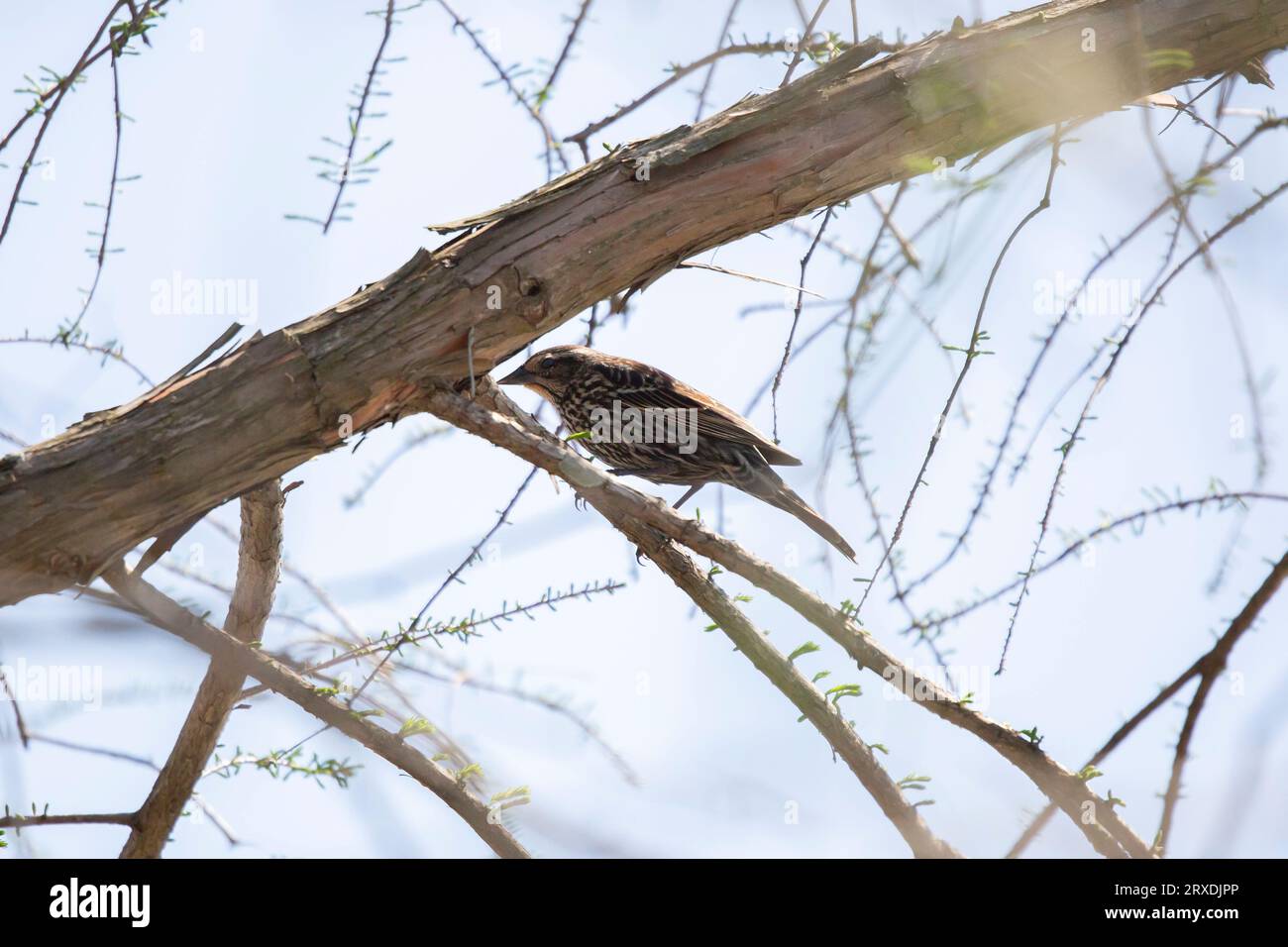 Weibliche Rotflügelblackvogel (Agelaius phoeniceus) auf der Suche nach einem Baumzweig Stockfoto