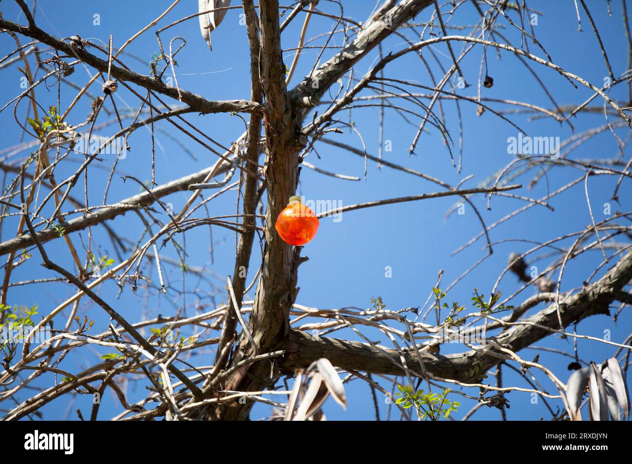 Leuchtend orangefarbener Angelpfeifer, der in einem Baum steckt Stockfoto