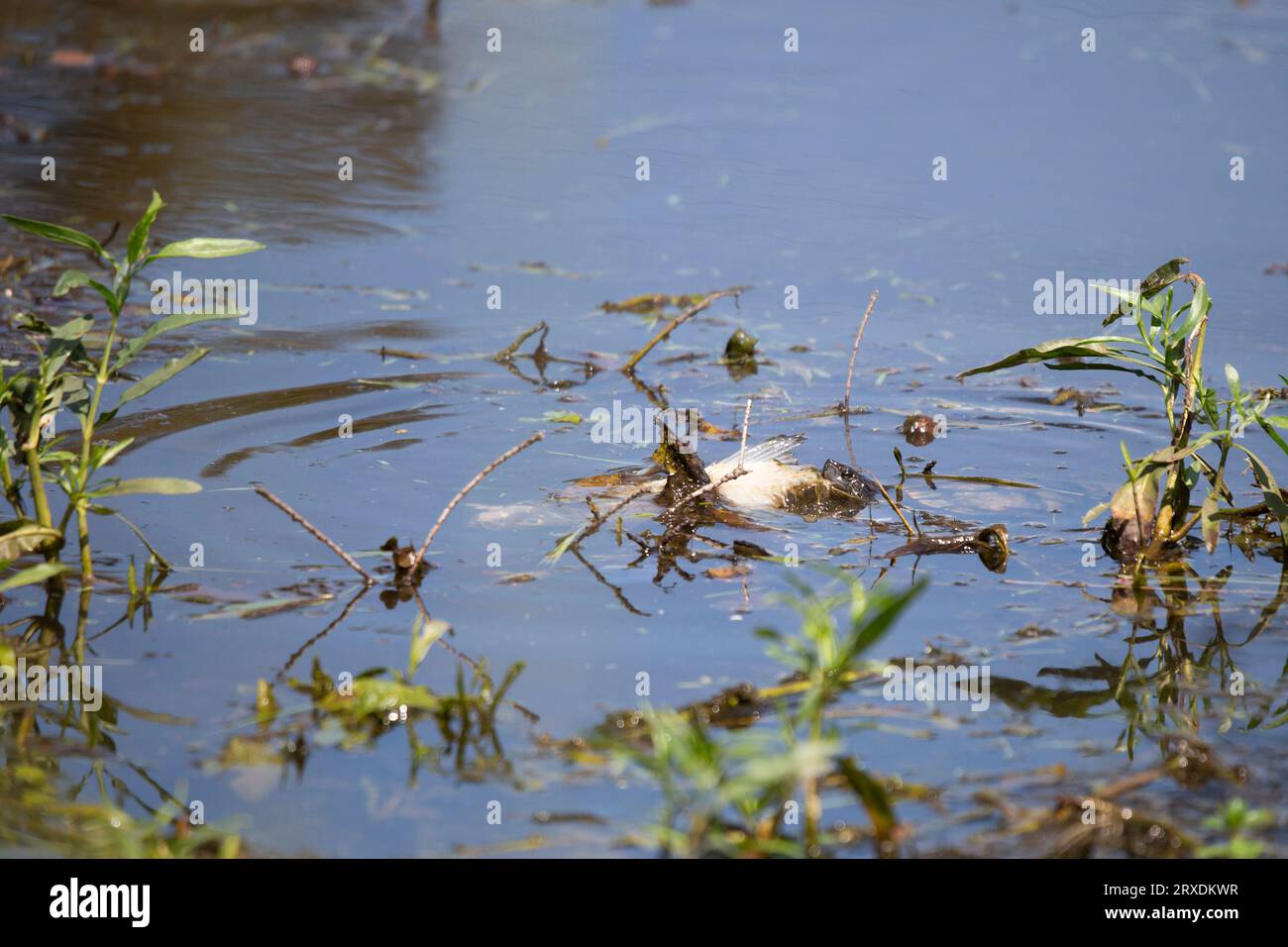 Östliche Schlammschildkröte (Kinosternon subrubrum), die einen toten, weißen Fisch isst Stockfoto