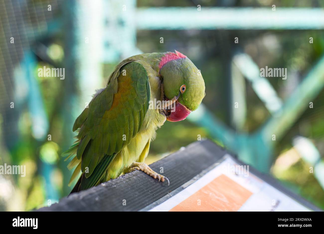 Der Alexandrine Sittich (Psittacula eupatria), auch bekannt als Alexandriner Papagei in Malaysia Stockfoto