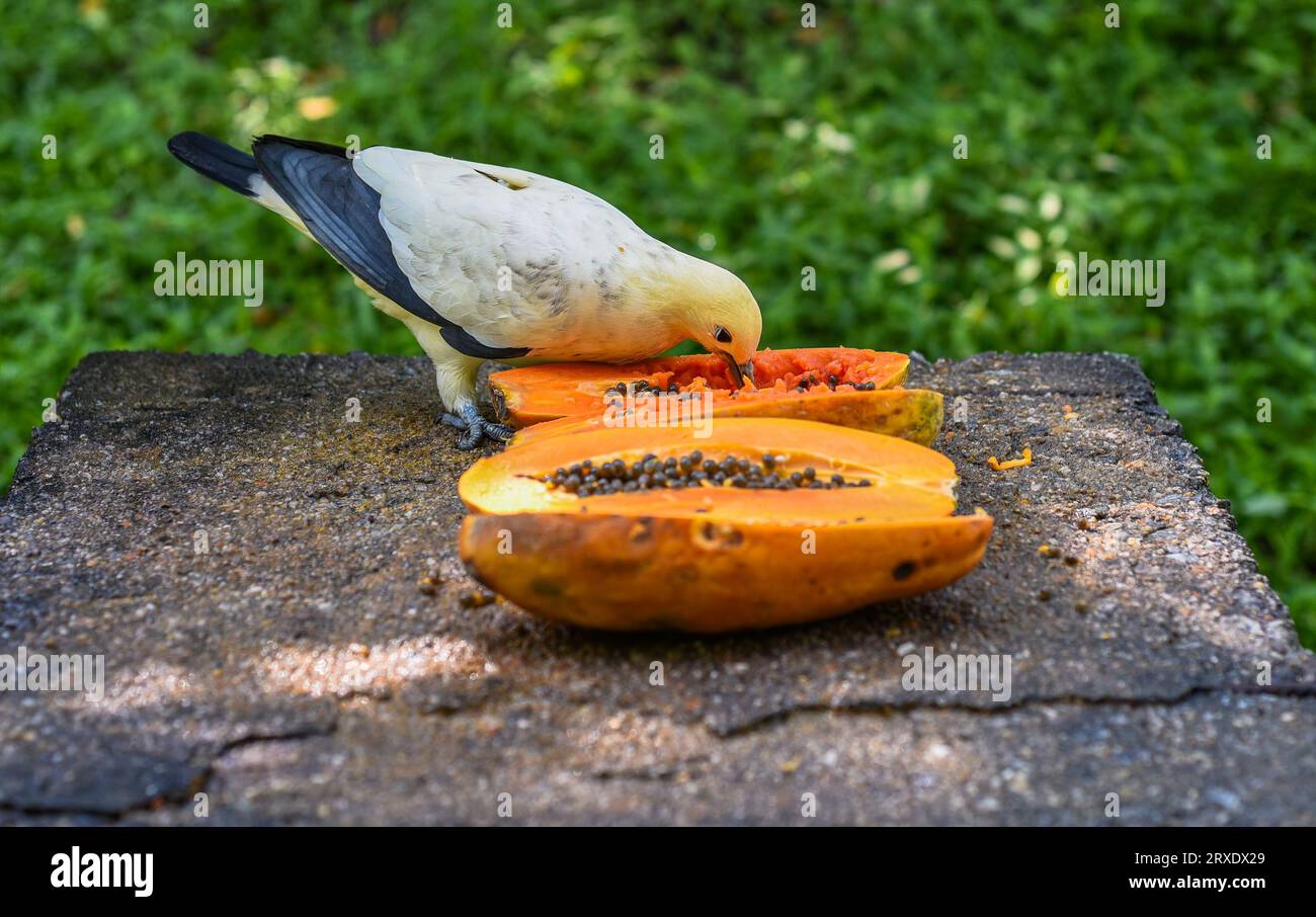 Die Kaisertaube mit Silberspitze (Ducula luctuosa), auch bekannt als weiße Kaisertaube oder Kaisertaube mit Weißspitze, die Papaya in Malaysia isst Stockfoto