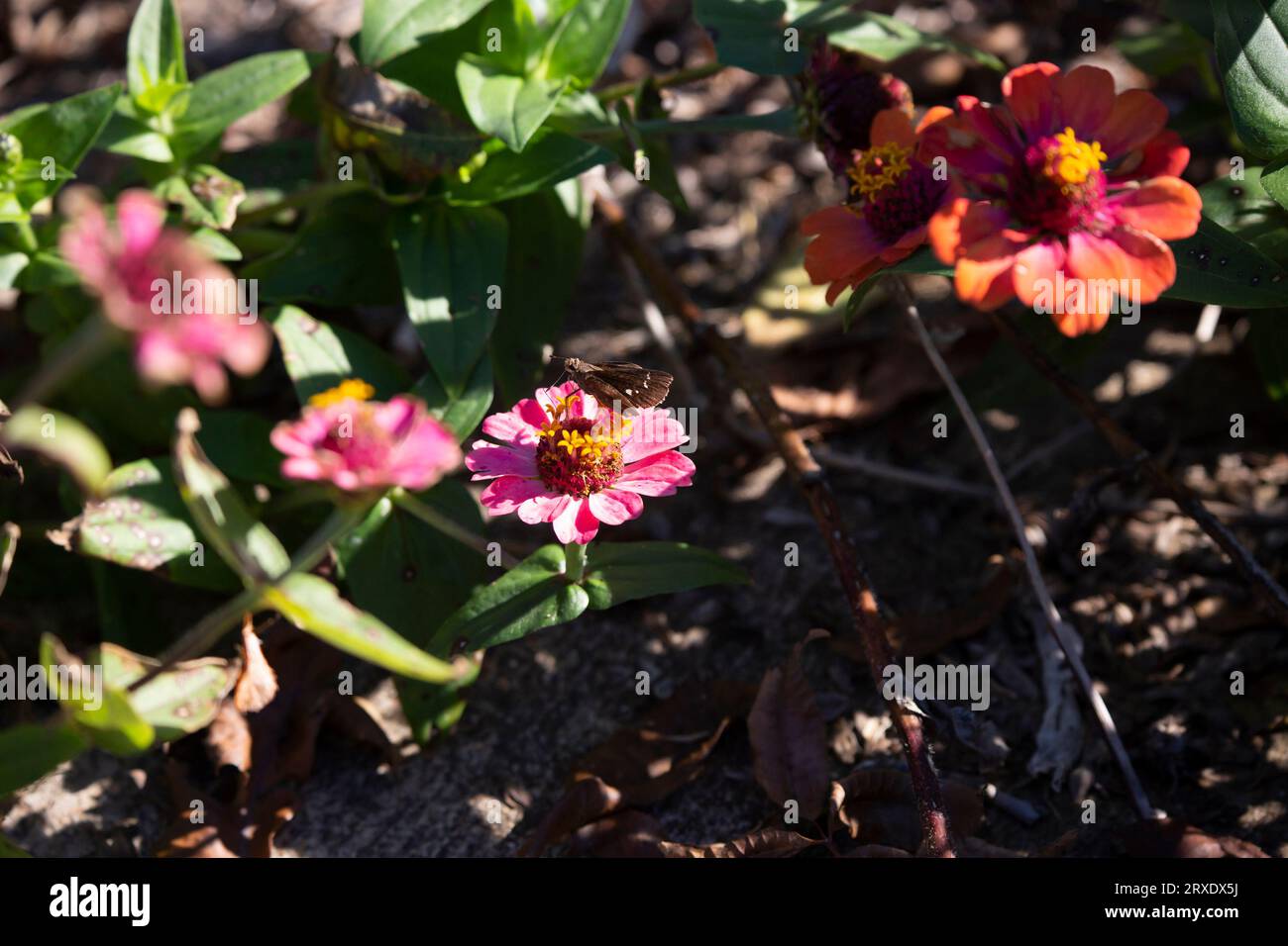 Bewölkter Skipper (Lerema accius) auf einer Zinnienblüte Stockfoto