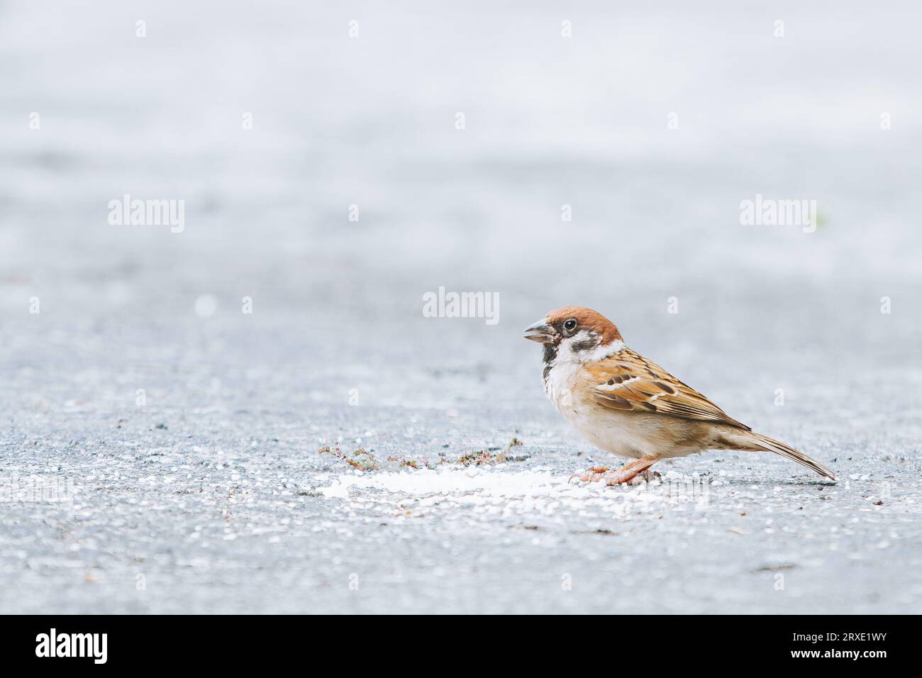 Eurasischer Baumspatzen, der Reis auf dem Boden mit Bokeh-Hintergrund isst Stockfoto