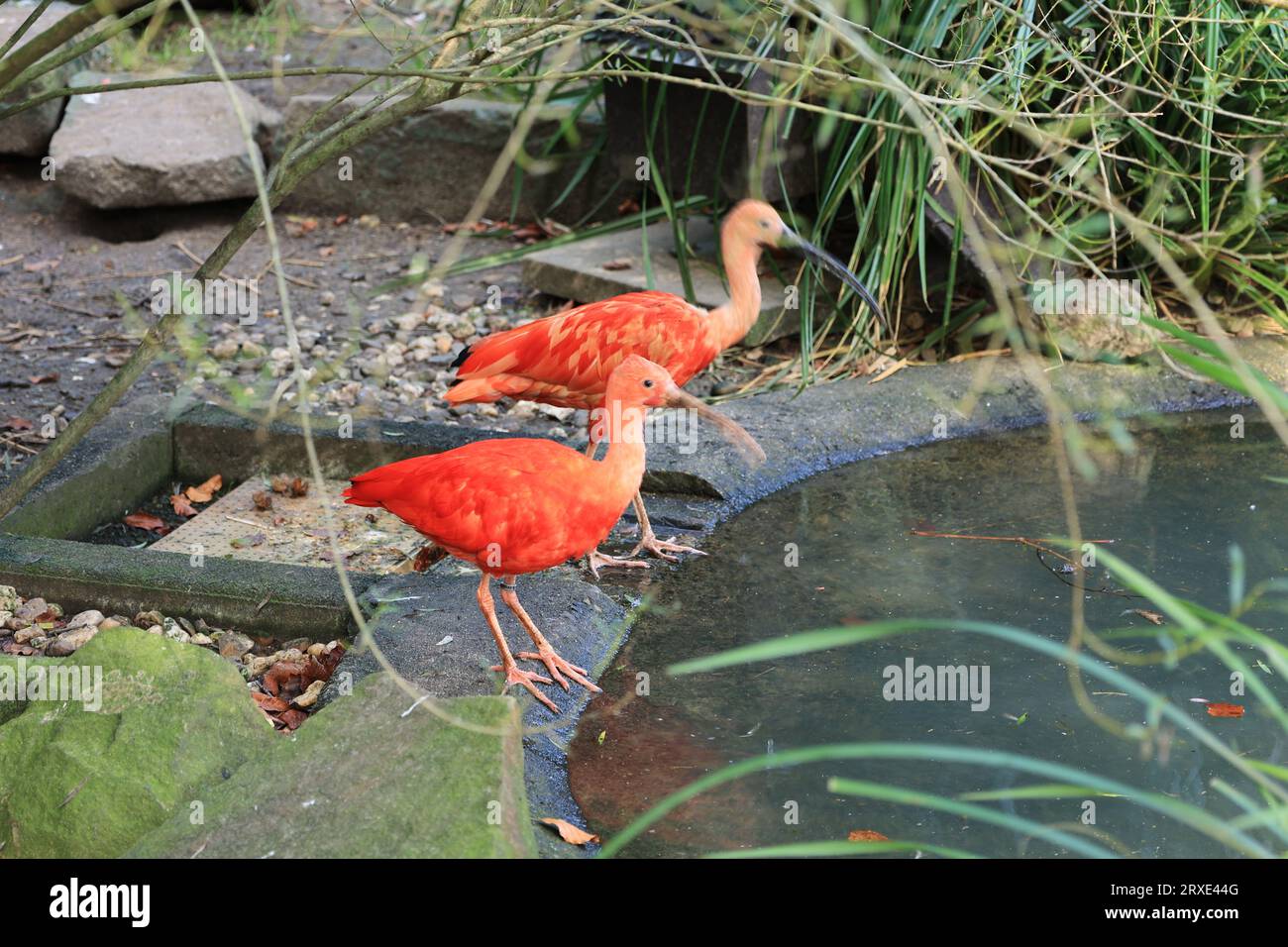 Bilder aus dem Zoo in Dortmund im Spätsommer Stockfoto