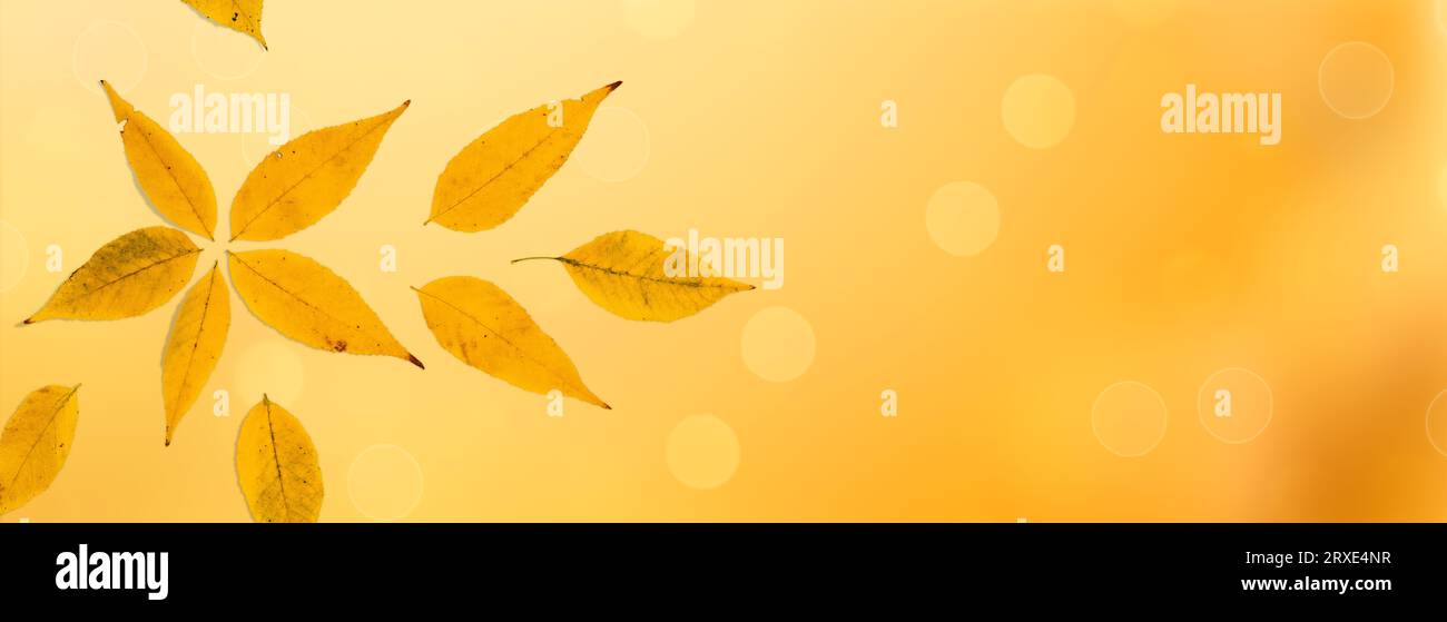 Herbstlaub. Sonniger Herbsthintergrund. Stockfoto