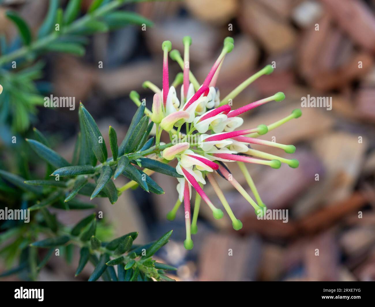 Grevillea Blume blüht Stockfoto