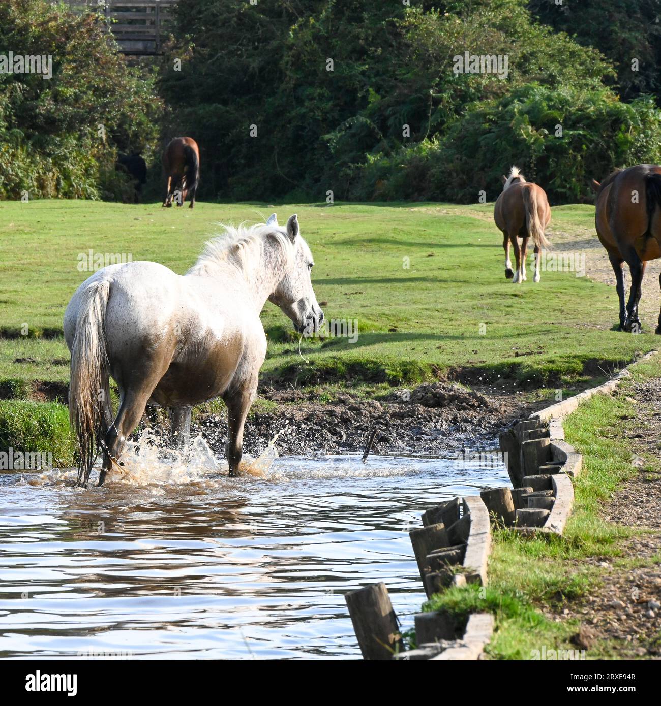 Der New Forest National Park, Hampshire, Wild Ponys, die frei in ihrem natürlichen Lebensraum umherstreifen, ein graues Pony, das sich abkühlt und sich in Schlamm bedeckt Stockfoto