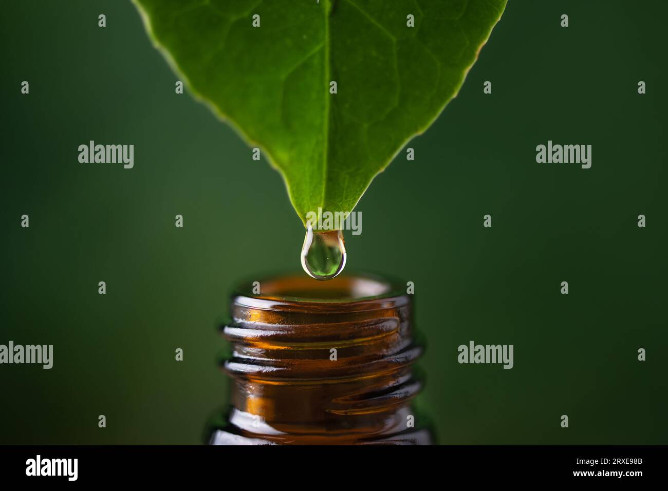 Alternativkonzept der Kräutermedizin. Kräuteressenz, die vom frischen Blatt in die Flasche fällt. Bio-pflanzliches Hautpflegeserum. Stockfoto