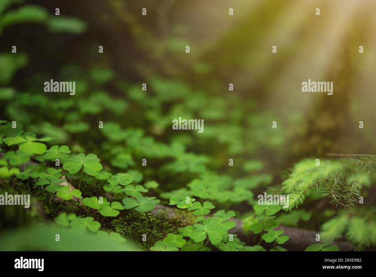 Klee hinterlässt den Hintergrund. Glückliche Kleeblatt-Wiese im Wald. St. Patrick's Day Feiertag Hintergrund. Stockfoto
