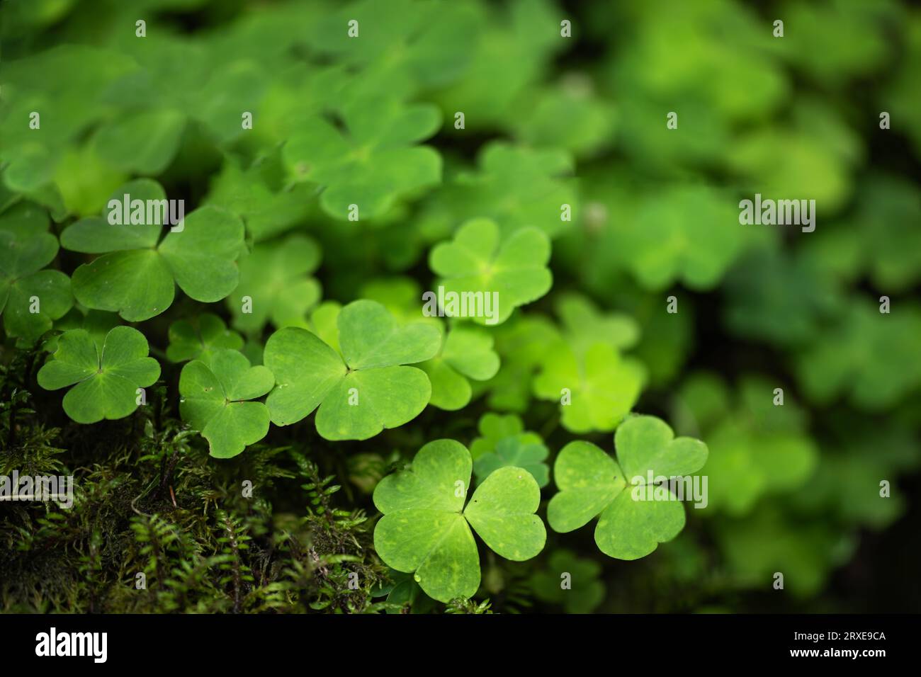 Klee hinterlässt den Hintergrund. Glückliche Kleeblatt-Wiese im Wald. St. Patrick's Day Feiertag Hintergrund. Stockfoto
