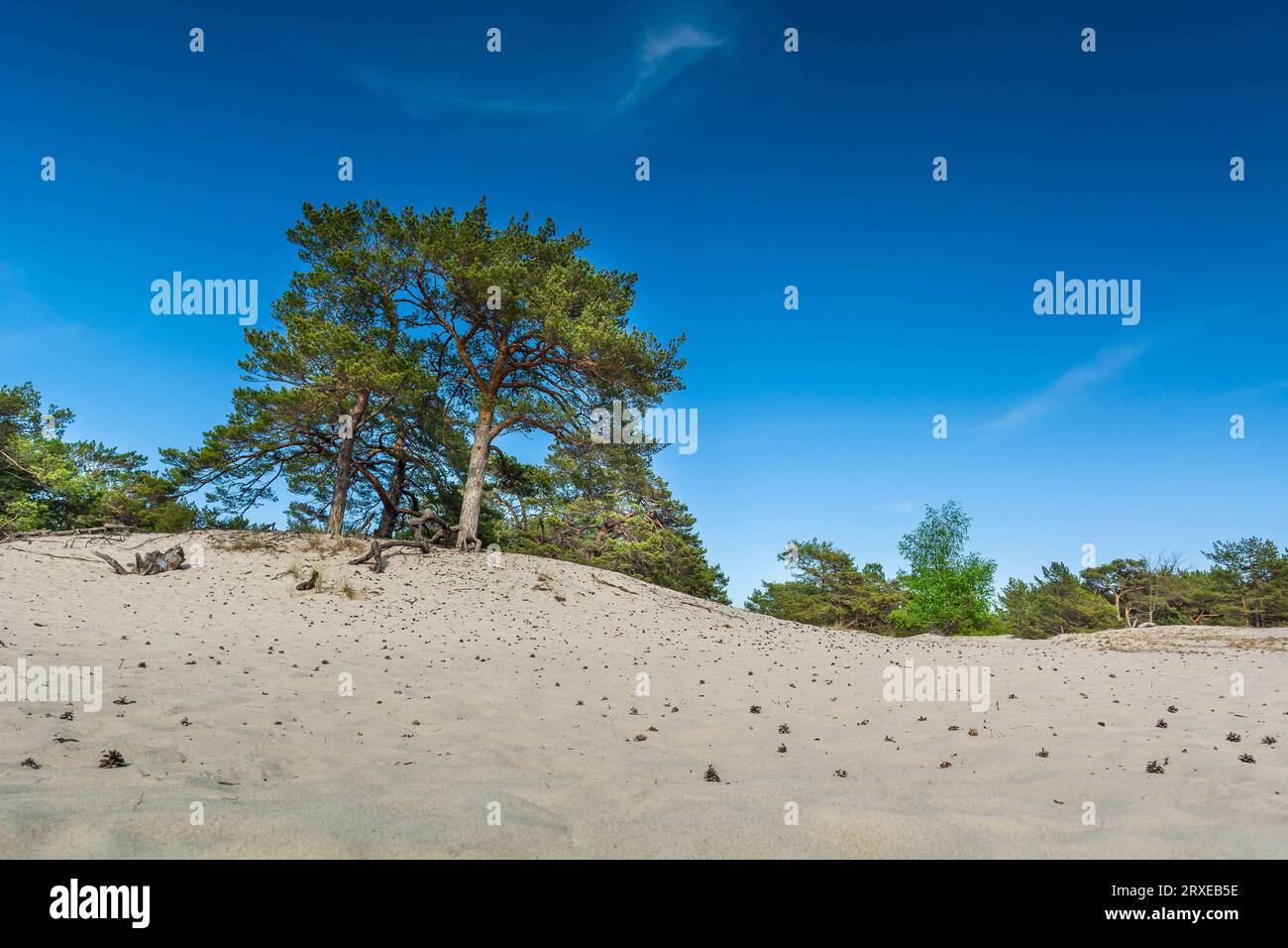 Grüne, helle Kiefern vor dem blauen Himmel. Dünen und Sand. Ostküste Polens. Stockfoto