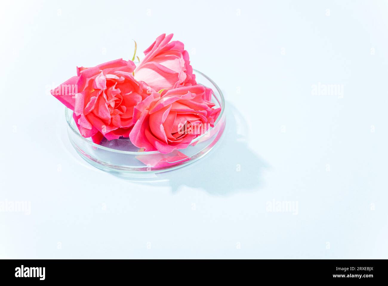 Make-up-kosmetisches Mittel, rosa Rosen in einer Petrischale. Bio-Naturkosmetik-Konzept. Starke Schatten, Draufsicht, Kopierraum. Stockfoto