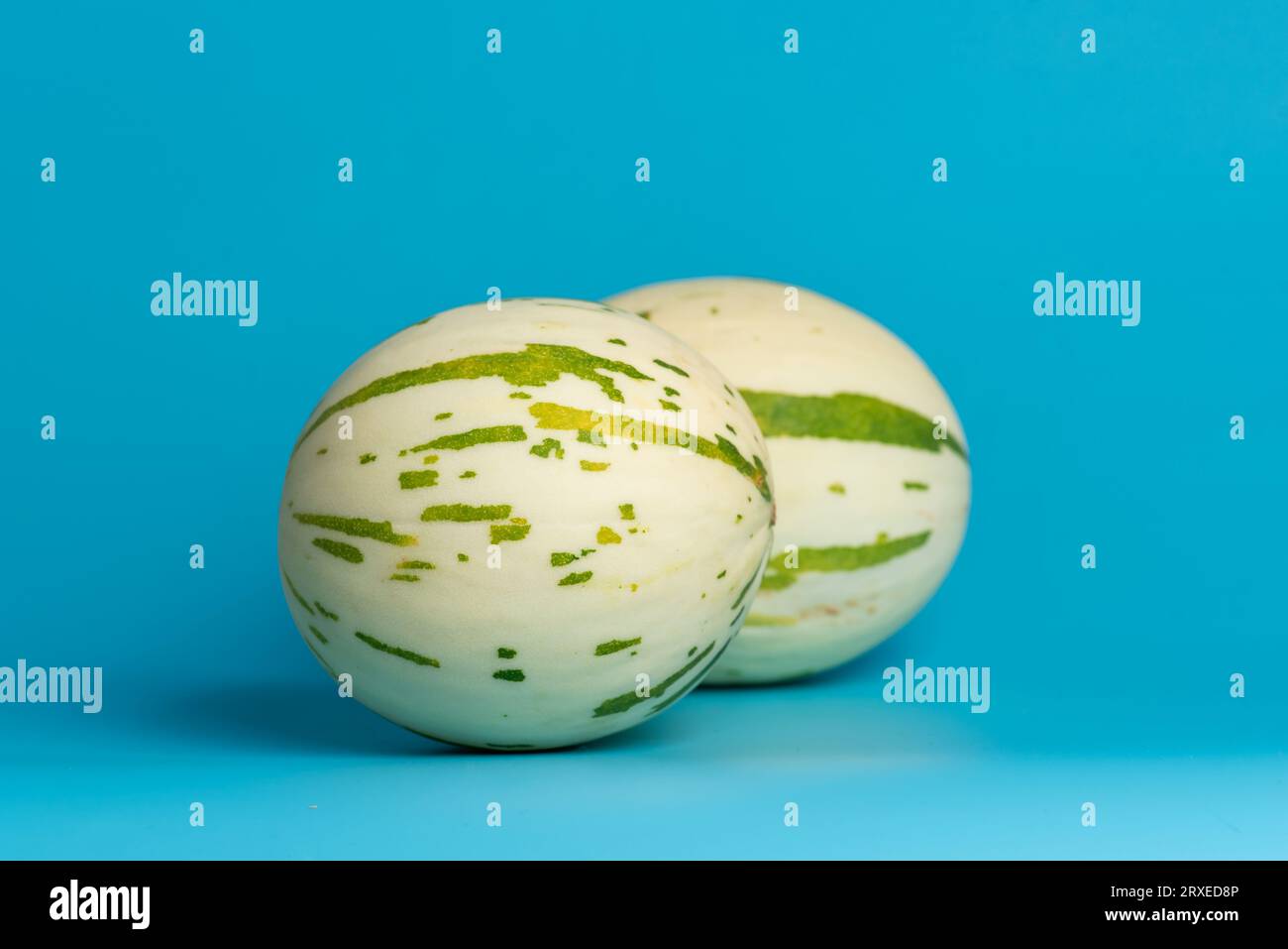Elfenbeinfarbene gaya-Melone mit grün gepunkteten Streifen und Flecken auf blauem Hintergrund. Bunte reife, saftige und weiche Früchte, süßer Geschmack mit blumigen Noten Stockfoto