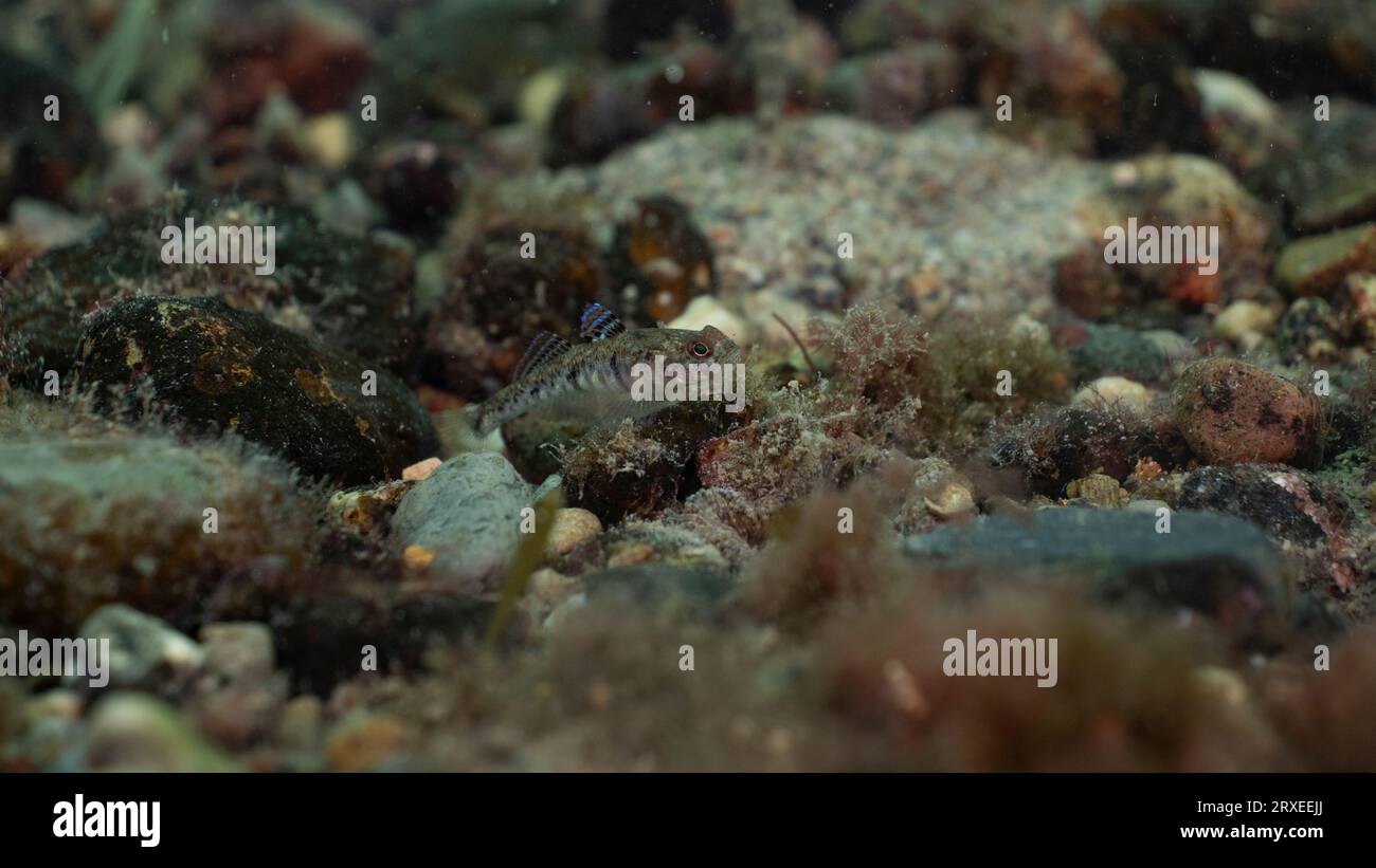 Kleiner gemalter Goby auf einem Kiesboden vor der walisischen Küste Stockfoto Kleiner gemalter Goby auf einem Kiesboden vor der walisischen Küste Stockfoto