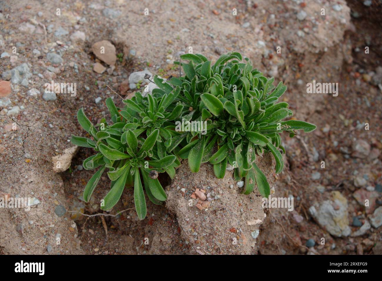 Eine grüne Pflanze auf trockenem Boden Stockfoto