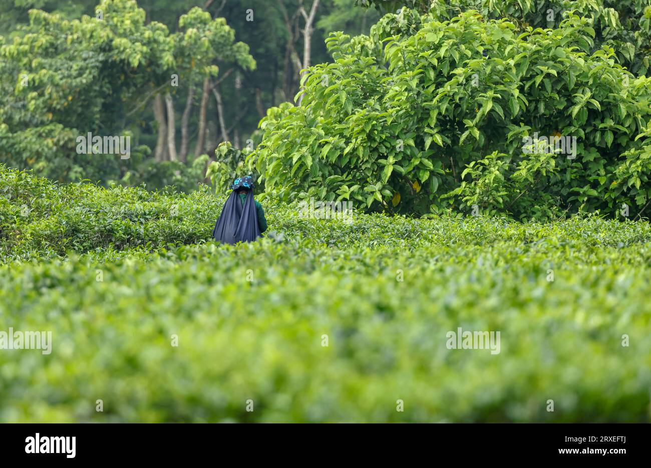 Teearbeiterin, die Teeblätter von Teeplantagen pflückt. Dieses Foto wurde aus Chittagong, Bangladesch, aufgenommen. Stockfoto