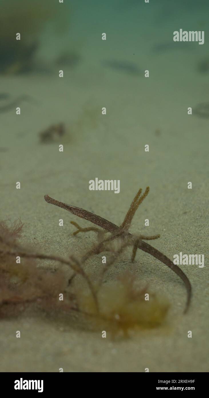 Nahaufnahme eines ausgedehnten Seenadels (Syngnathus typhle), der sich zwischen Algen vor der walisischen Küste versteckt Stockfoto Nahaufnahme eines ausgedehnten Seenadels (Syngnathus typhle), der sich zwischen Algen vor der walisischen Küste versteckt Stockfoto