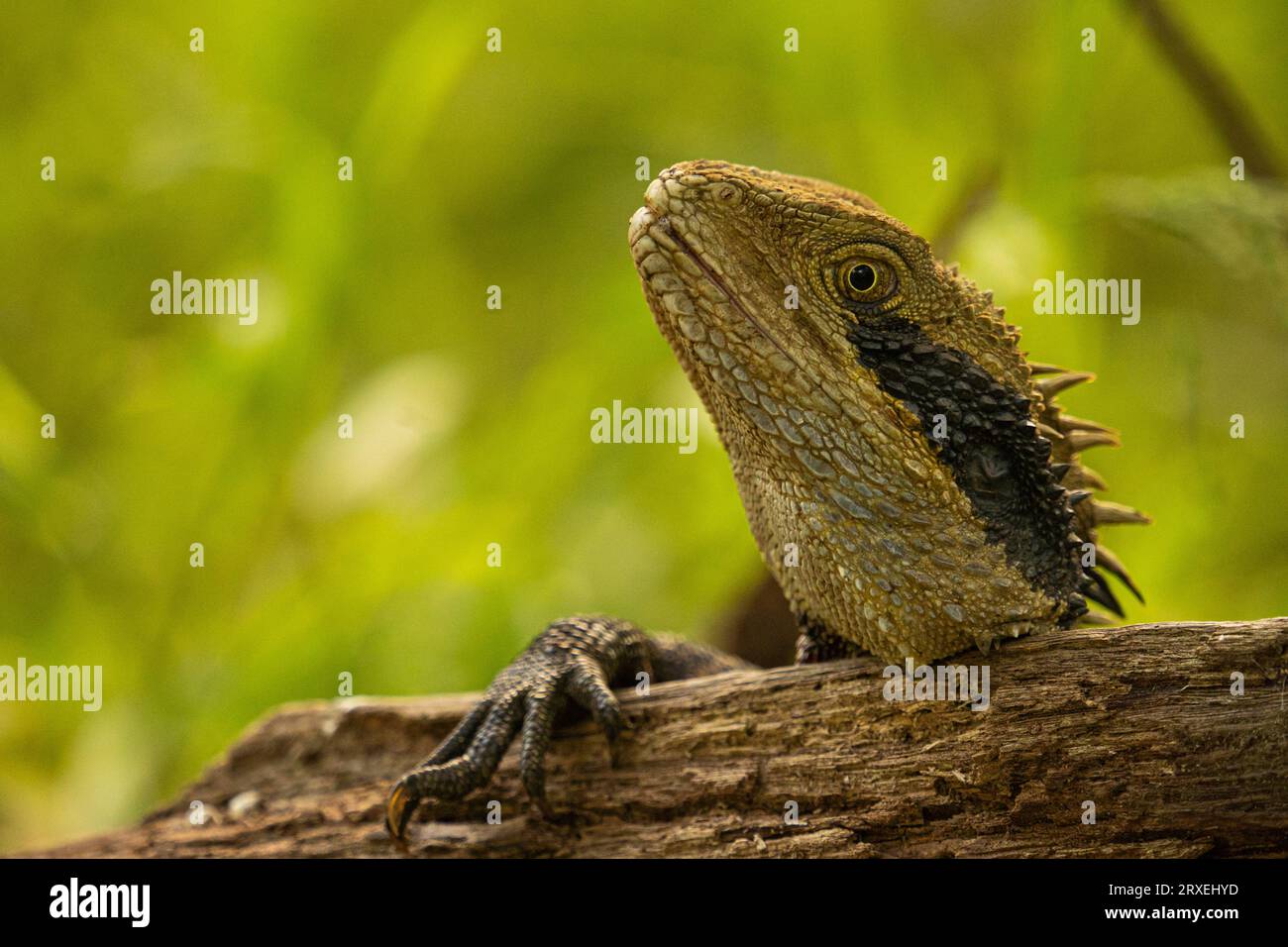 Wasserdrache - Wen siehst du an? Stockfoto