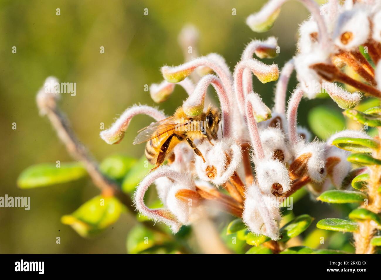Honigbiene, die in einer Blume im australischen Busch lebt Stockfoto