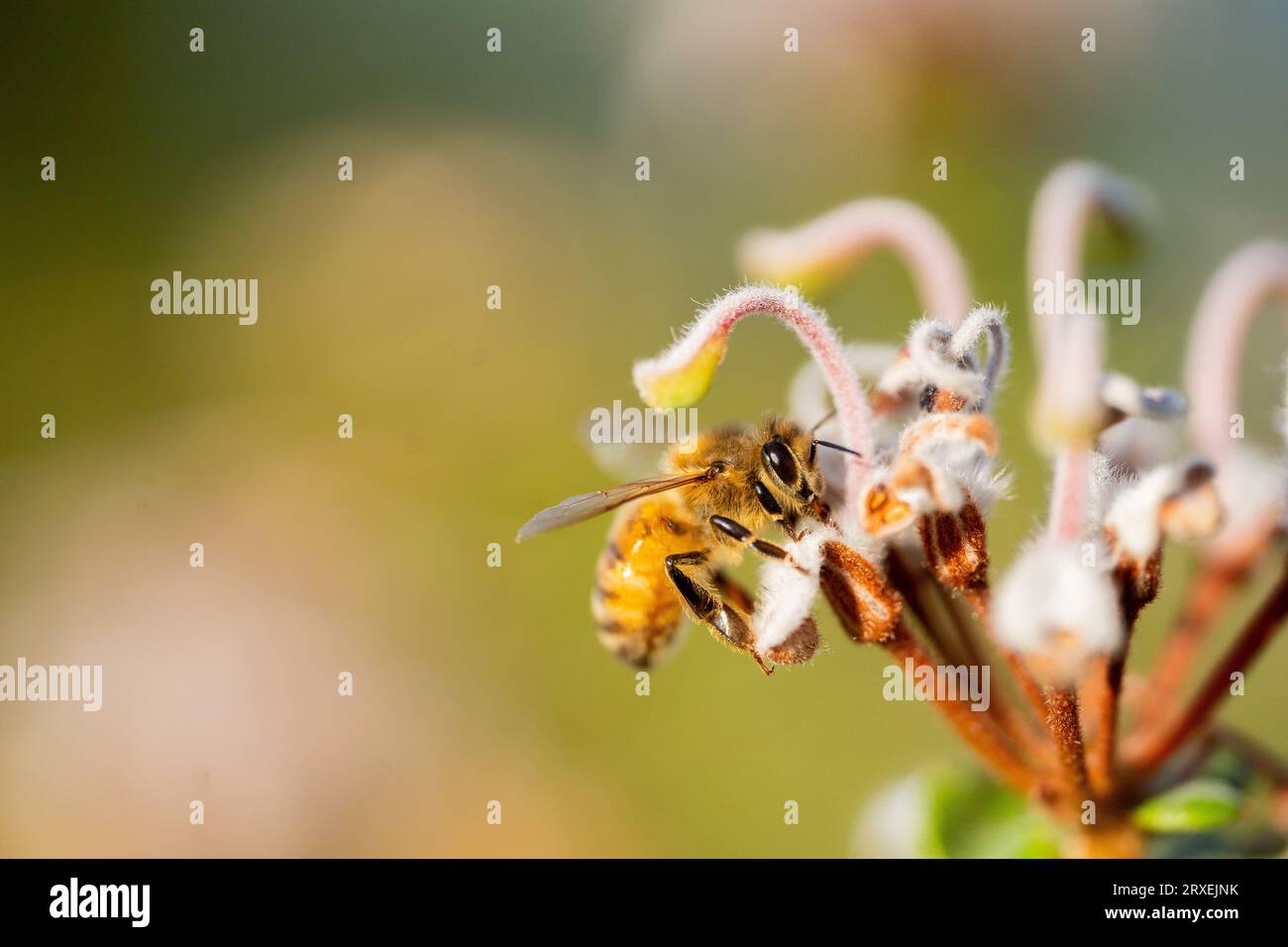 Honigbiene, die in einer Blume im australischen Busch lebt Stockfoto