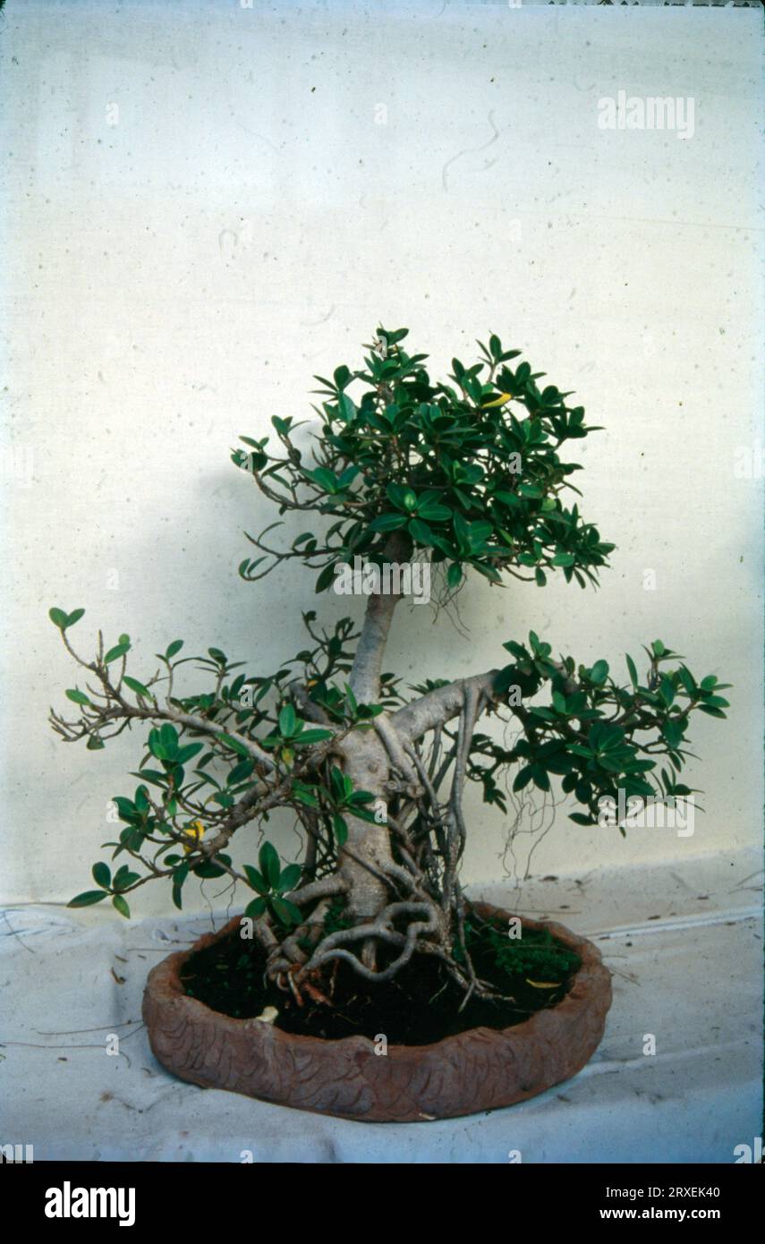 Japanese bonsai trees on display -Fotos und -Bildmaterial in hoher  Auflsung  Alamy