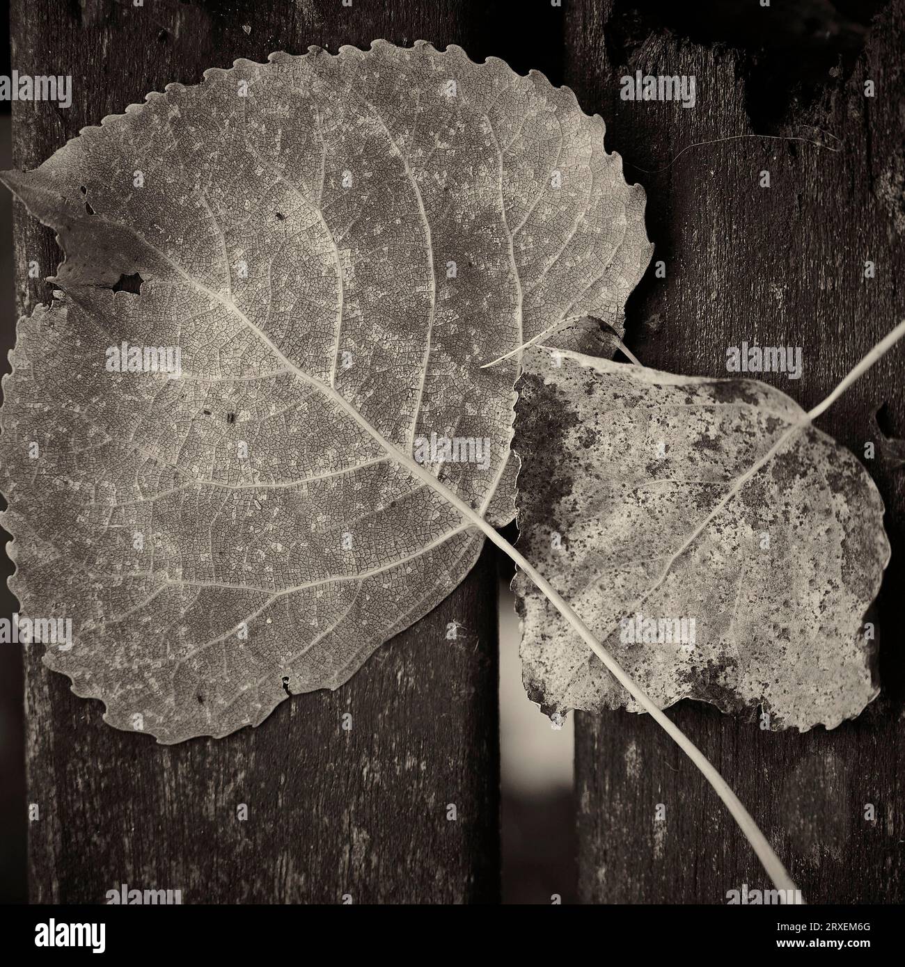 Herbstblätter auf Altholz in Sepia Stockfoto