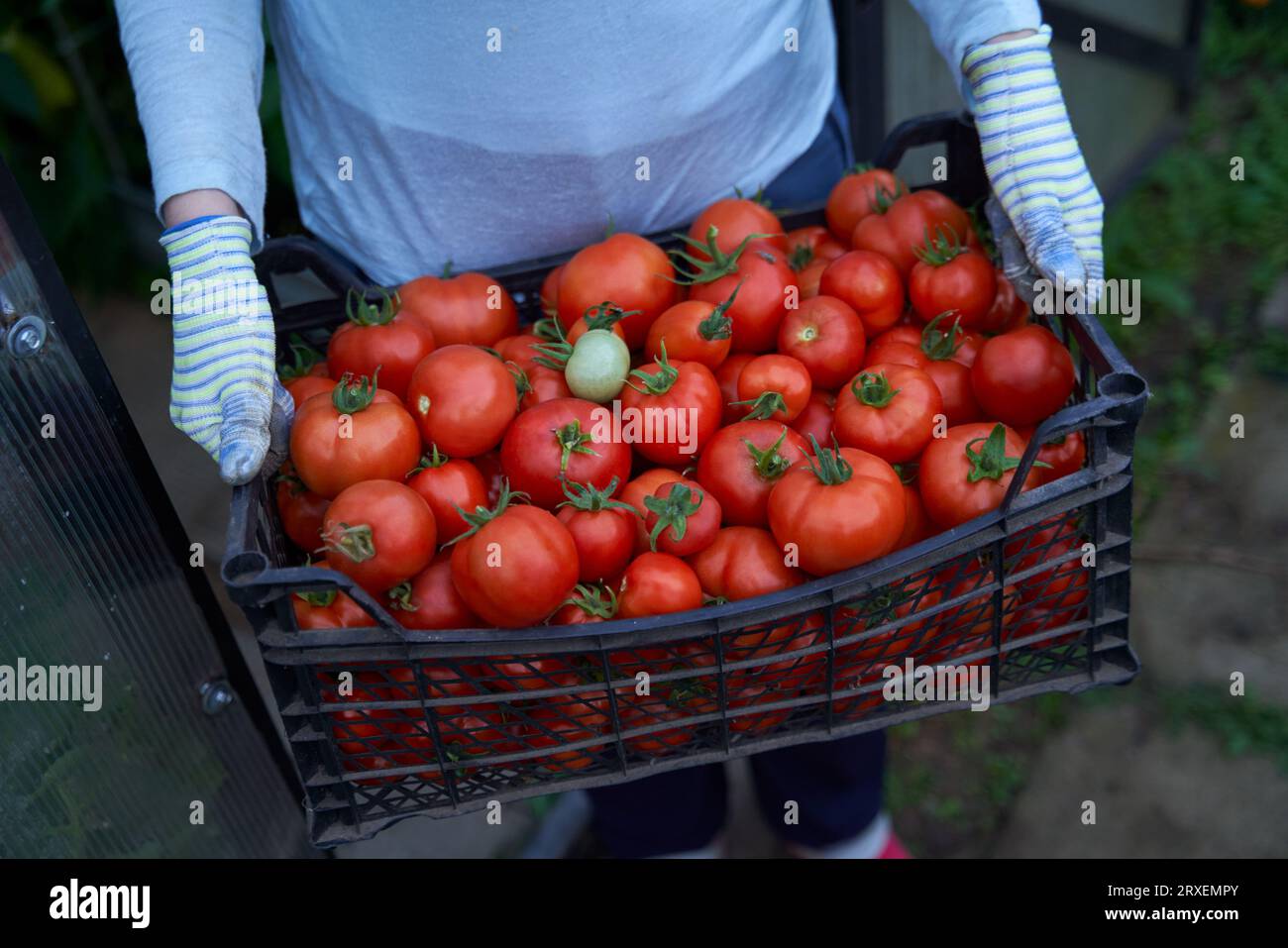 Frau, die eine Schachtel Tomatenfrüchte hält. Ernte, Landwirtschaft und Lebensmittelkonzept. Stockfoto