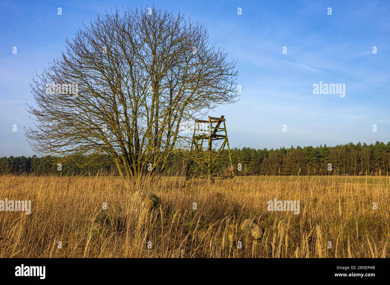 Mecklenburgische Feldlandschaft mit Baum und Jagdstand bei Demmin, Mecklenburg-Vorpommern, Deutschland. Stockfoto