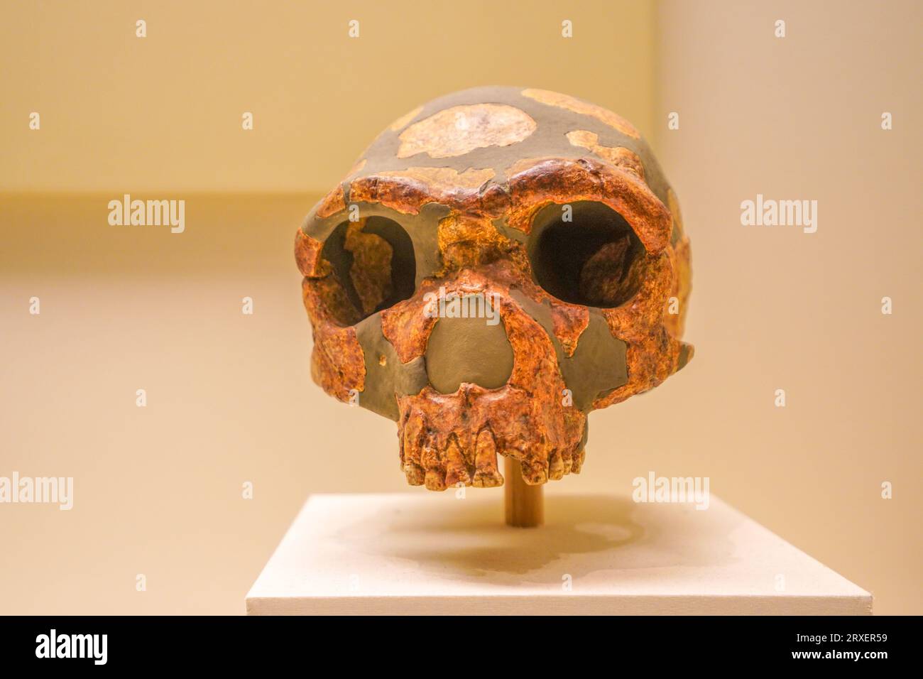 Mittlere altsteinzeit -Fotos und -Bildmaterial in hoher Auflösung – Alamy