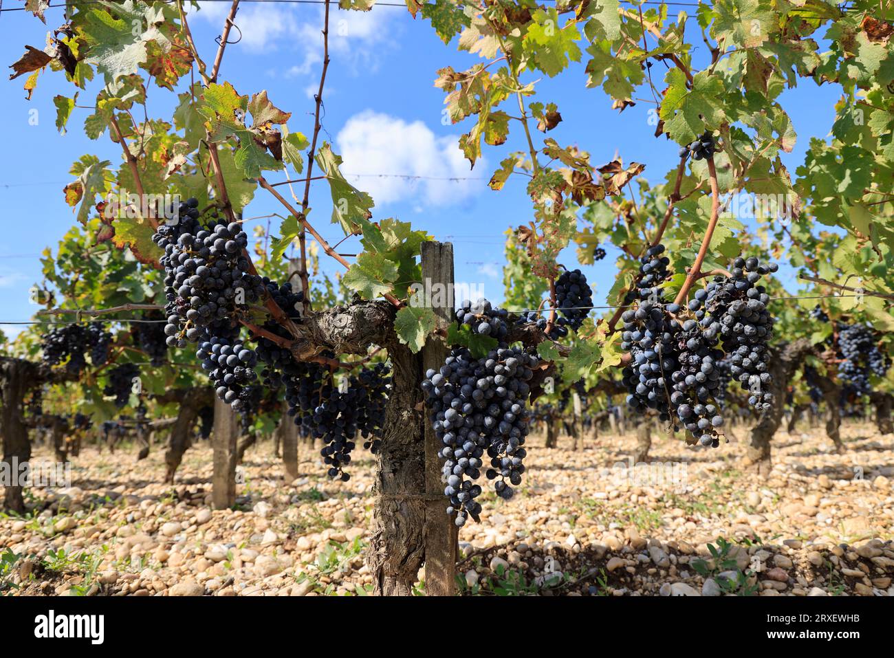 Trauben, Reben und Weinberge der Appellation Pessac-léognan vor der Ernte. Herstellung von Rotwein. Graves Weinberg, Kiesboden (Gräber genannt) Stockfoto