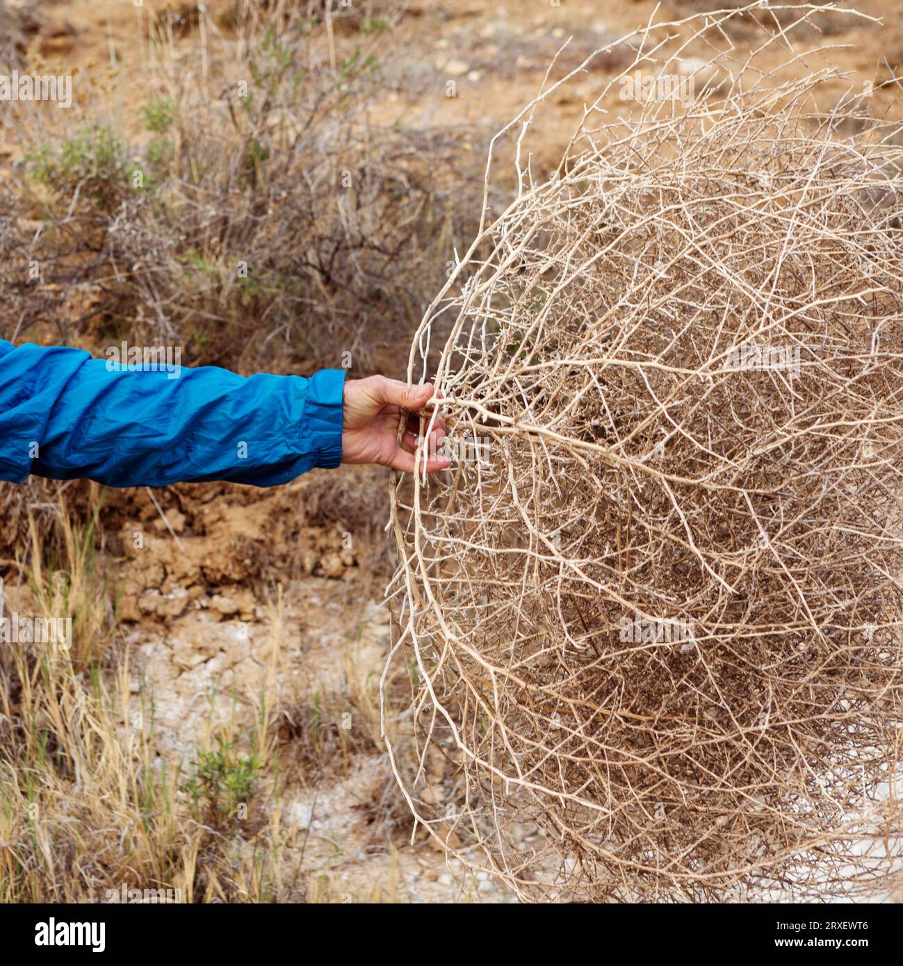 Eine Hand, die eine Trommelblume hält Stockfoto