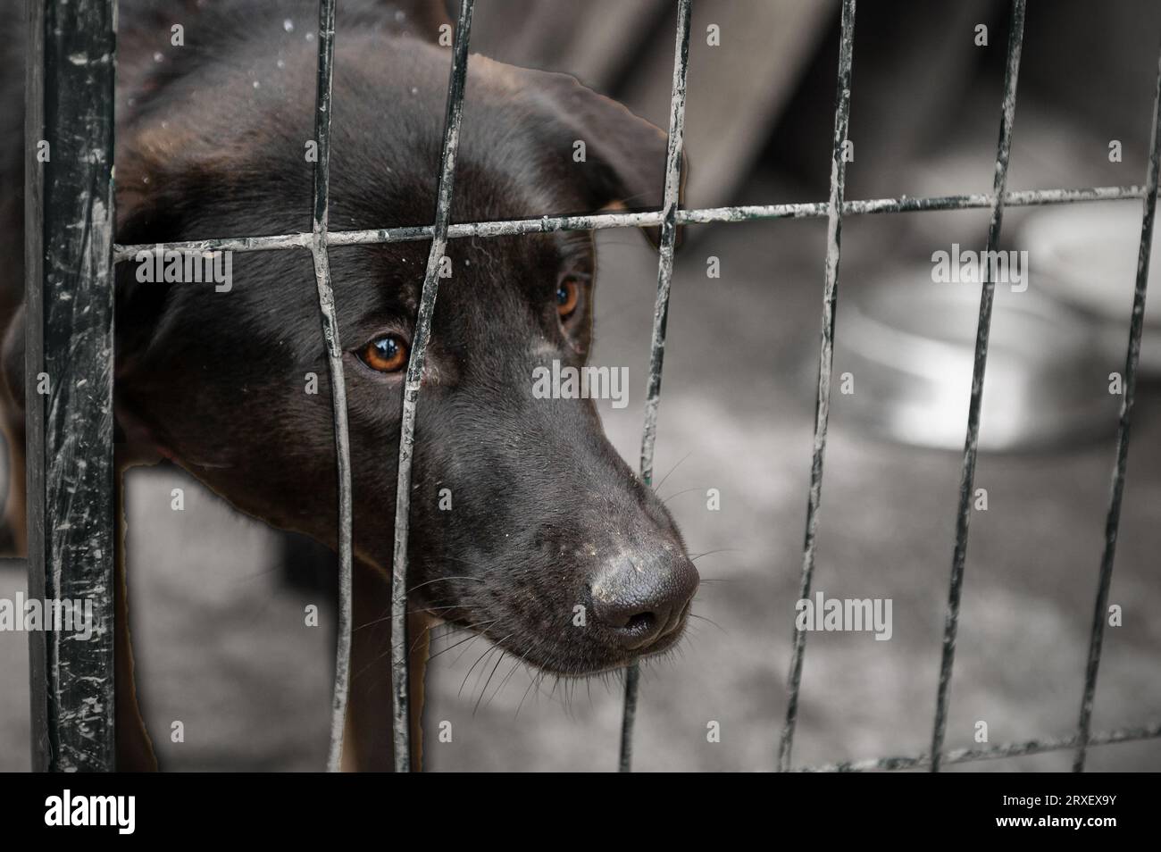 Heimatloser Hund hinter Gitter in einem Tierheim. Hund im Tierheim, der auf Adoption wartet. Porträt eines obdachlosen Hundes im Tierschutzkäfig. Stockfoto