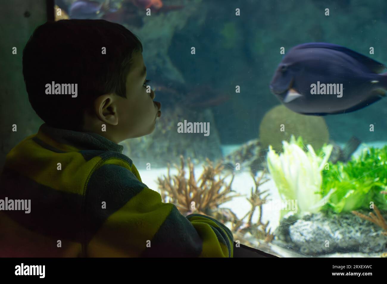 Junge gefangen von blauen Fischen in einem Indoor-Aquarium. Stockfoto