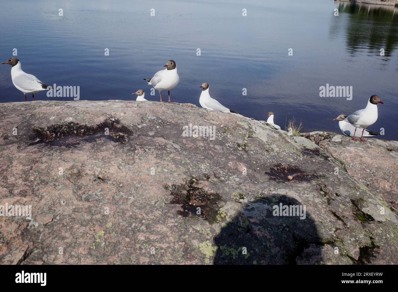 Möwen auf dem Felsen. Frieden und Natur. Vyborg, Mon Repos Park Stockfoto