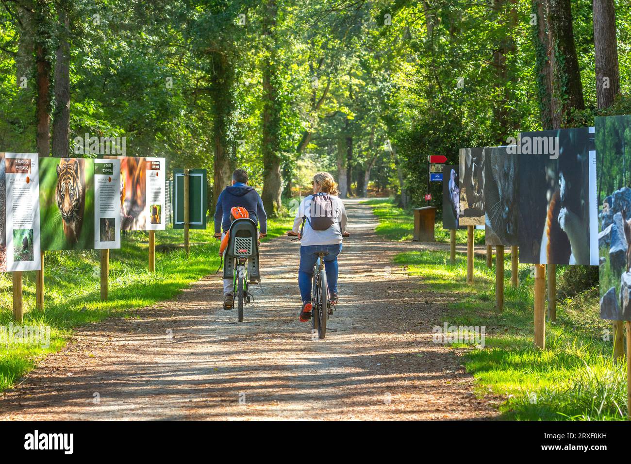 Junge Familie Radfahren auf einer Waldstraße im Zoo Haute Touche - Indre (36), Frankreich. Stockfoto