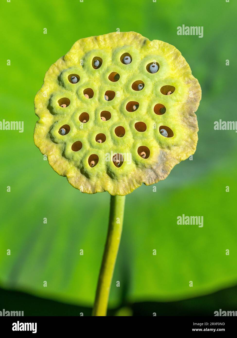 Samenkopf der Lotusblume (Nelumbo Nucifera) oder heiliger Lotus oder indischer Lotus im Zoo Haute Touche - Indre (36), Frankreich. Stockfoto
