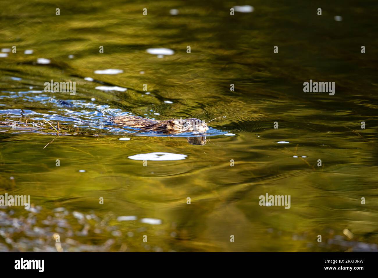 Ein Muskrat im Wasser Stockfoto