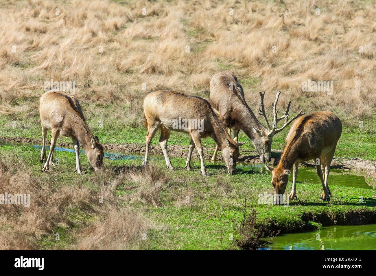 Gruppe von Père Davids Hirschen (Elaphurus davidianus), die im Zoo Haute Touche - Indre (36), Frankreich, füttern. Stockfoto