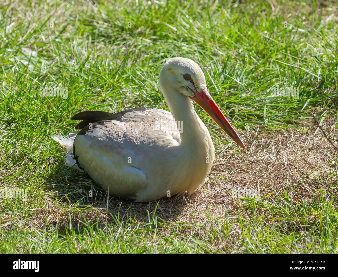 Weißstorch (Ciconia ciconia) im Naturschutzgebiet Haute Touche - Indre (36), Frankreich. Stockfoto