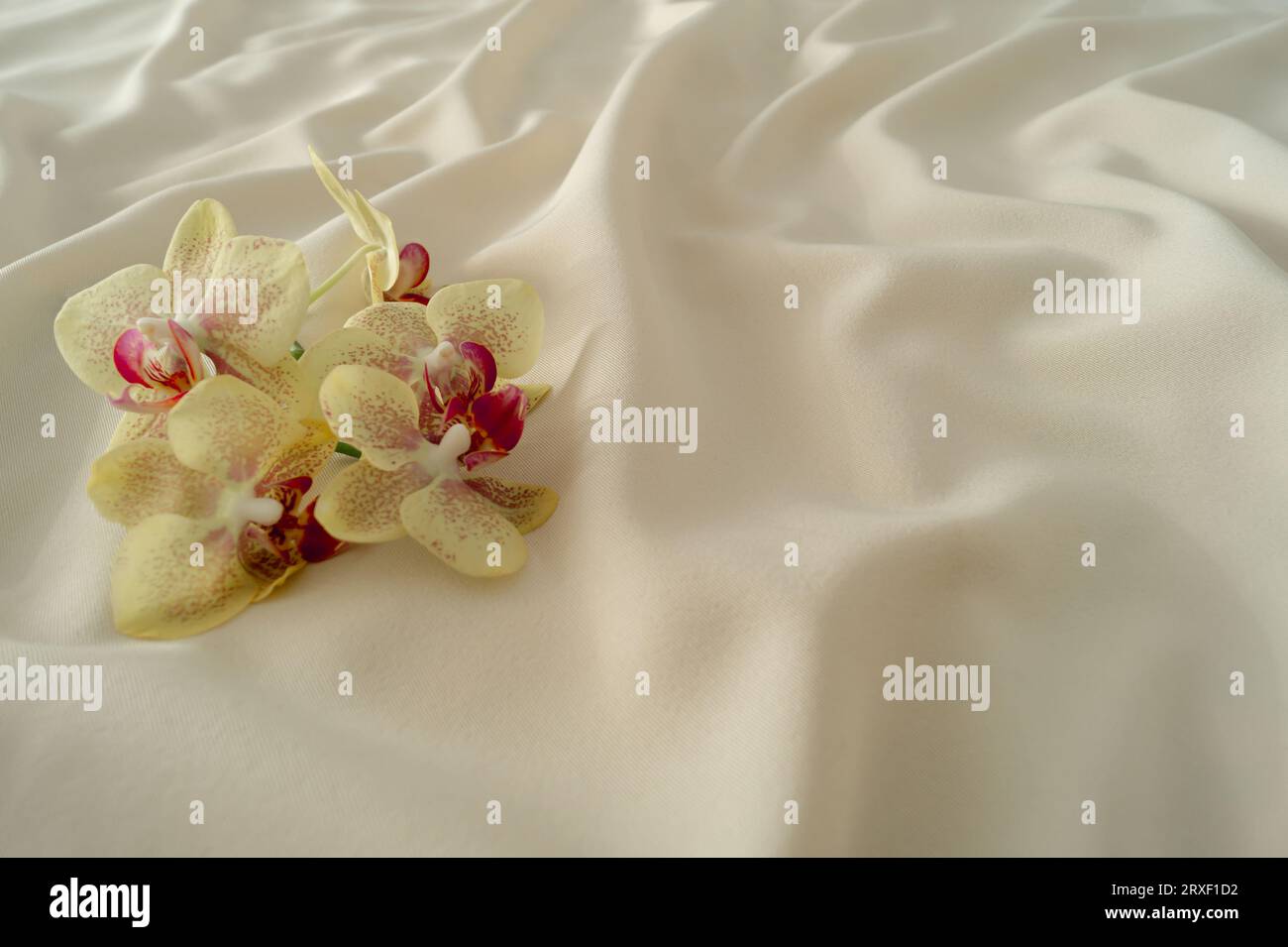 Tropische Orchideen auf glatter Luxus-Seide. Minimales Hintergrundkonzept. Die ästhetische Idee der Natur. Stockfoto