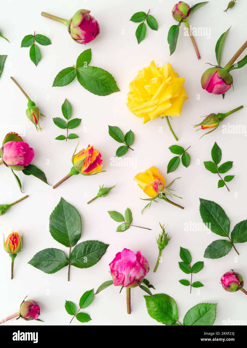 Kreatives Muster aus bunten Blumen. Minimalistischer Stil. Flach liegend. Ästhetischer Hintergrund der Natur. Stockfoto