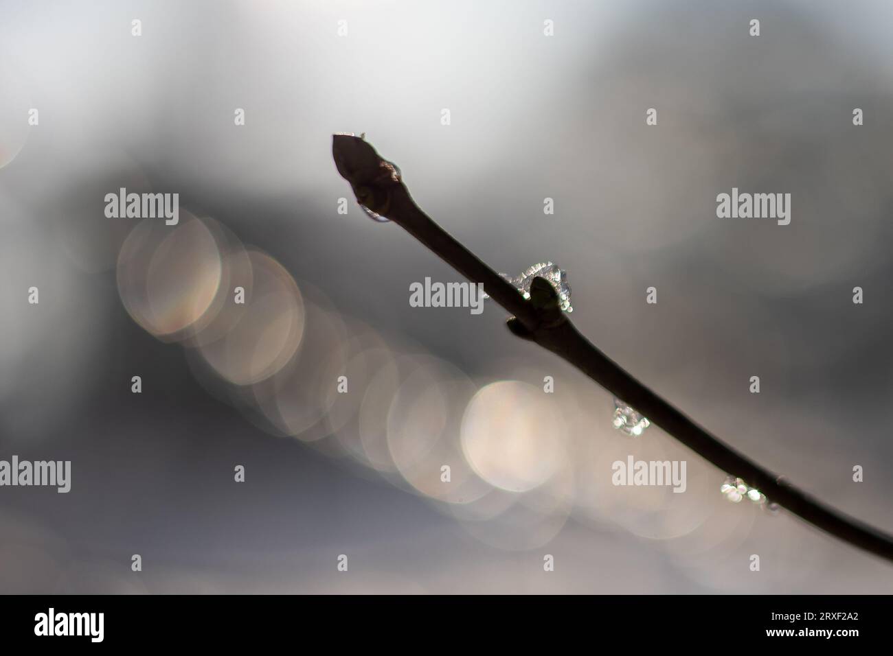 Die Silhouette eines Zweiges oder Zweiges, der teilweise mit Raureif oder Eis bedeckt ist, mit leichten Fackeln im verschwommenen Hintergrund Stockfoto