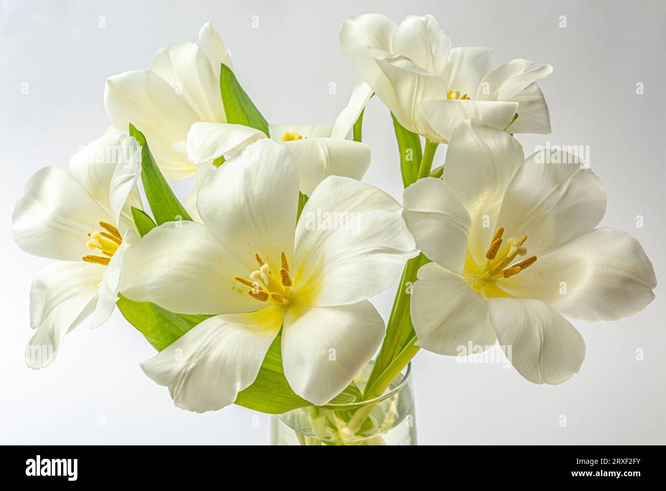 Weiße Tulpen auf weißem Hintergrund Nahaufnahme. Hochwertige Fotos Stockfoto