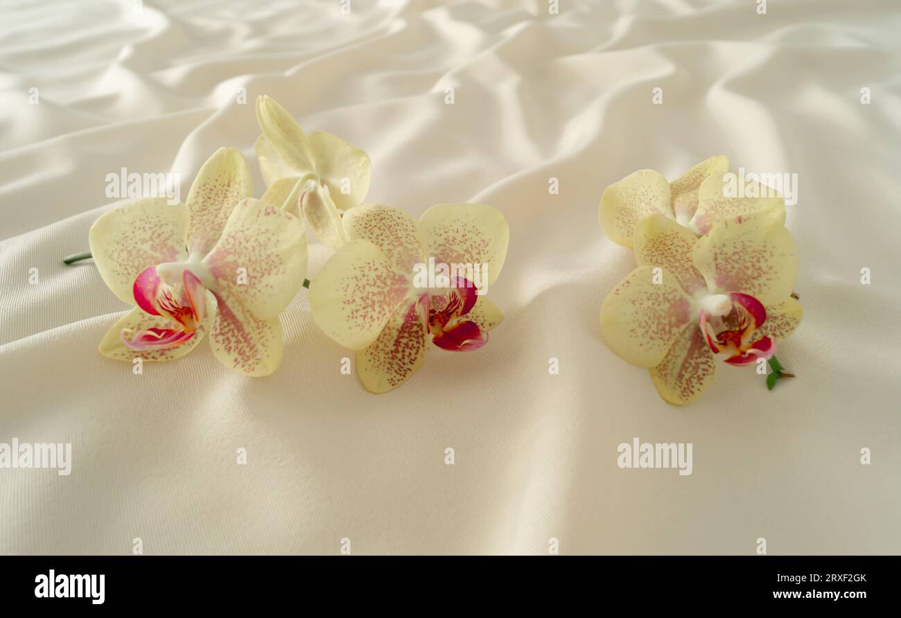 Florales kreatives Konzept aus tropischen Orchideen auf luxuriösem Seidenhintergrund. Ästhetische Komposition im Sommer. Minimaler Naturgedanke. Stockfoto