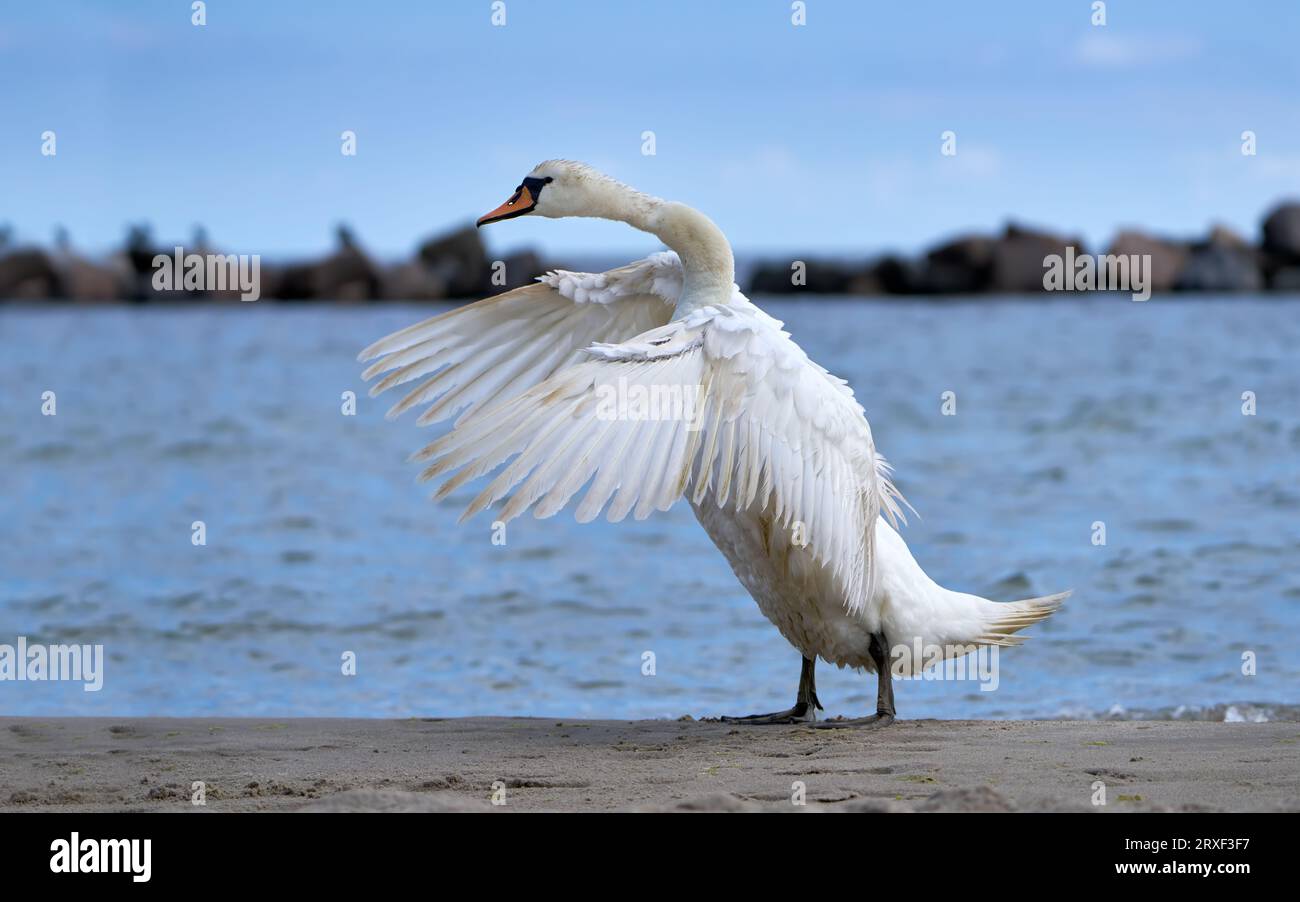 Stummschaltung Schwan (Cygnus olor) stehend mit nach vorne ausbreitenden Flügeln - Usedom, Ostsee Stockfoto