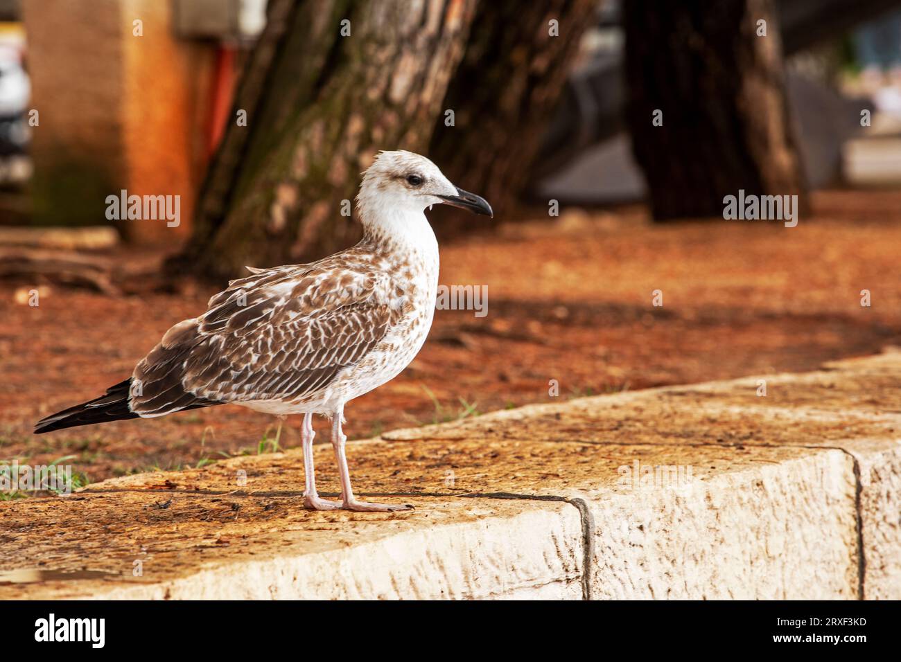 Stehende Möwe mit grauen Flügeln auf der Straße in der Nähe des Damms Stockfoto