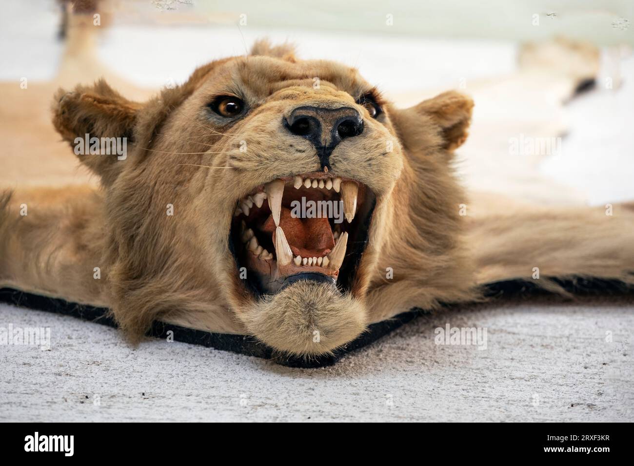 Nahaufnahme eines offenen Mundes mit Zähnen eines weißen Tigers, angefüllt Stockfoto