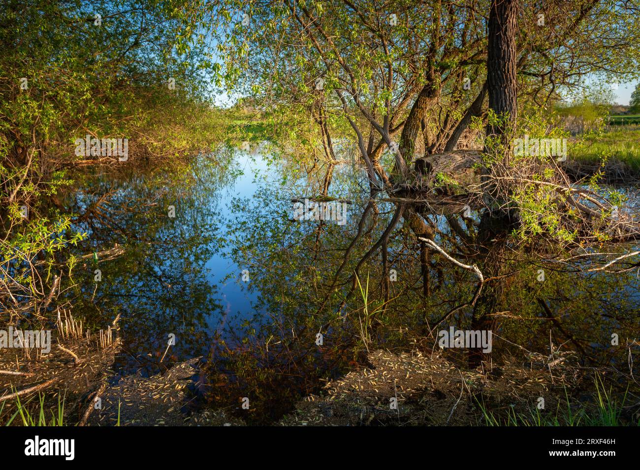 Reflexion von Bäumen im Teichwasser, Blick auf den Frühling Stockfoto